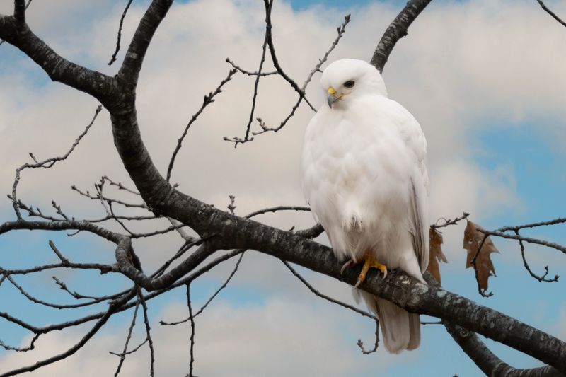 Red-tailed hawk (leucistic)