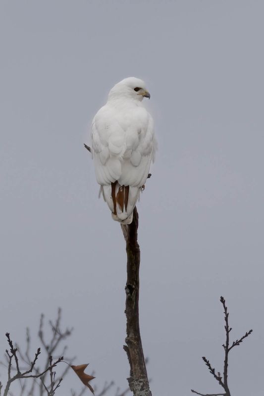 Red-tailed hawk (leucistic)