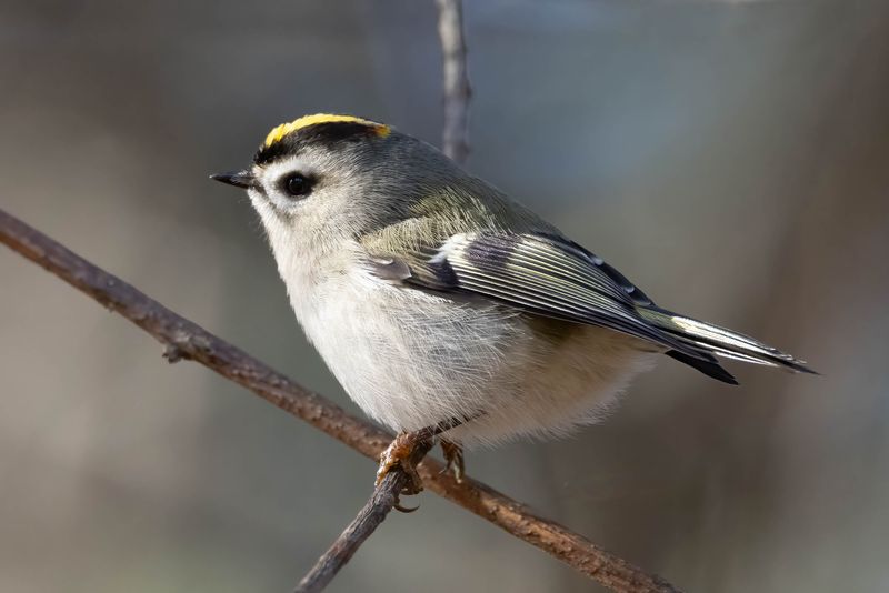 Golden-crowned kinglet