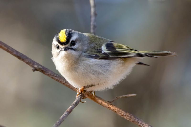 Golden-crowned kinglet