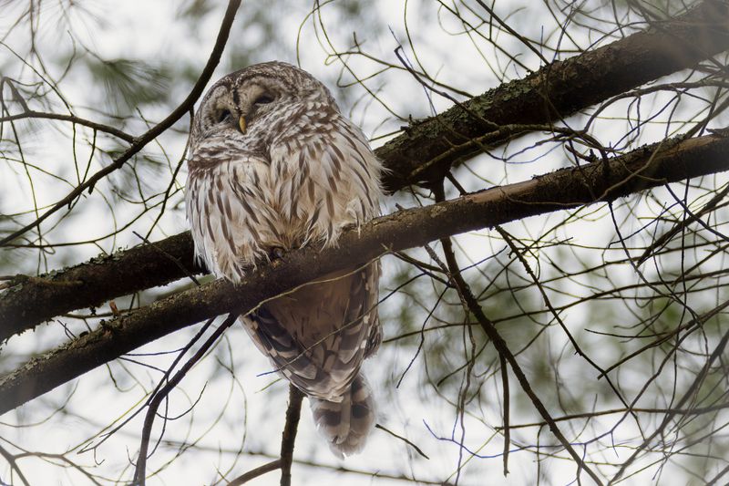 Barred owl