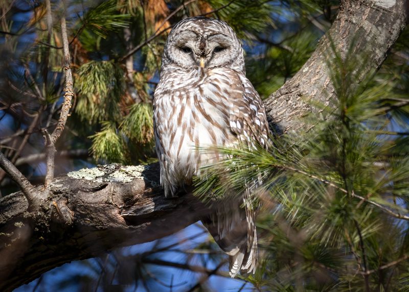 Barred Owl
