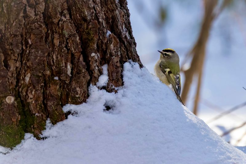 Golden-crowned kinglet