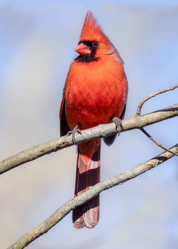 Northern cardinal