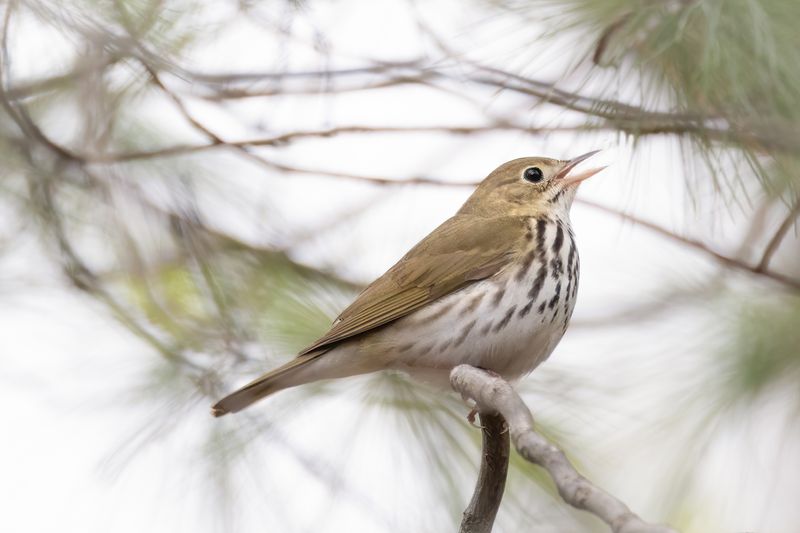 Ovenbird