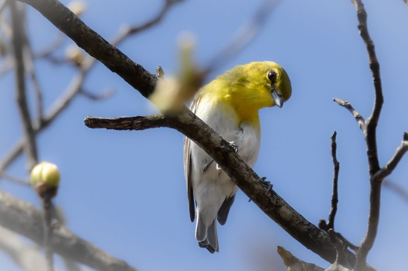 Yellow-throated vireo