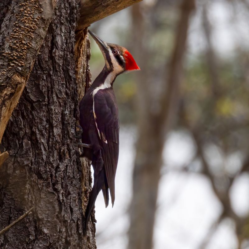 Pileated woodpecker