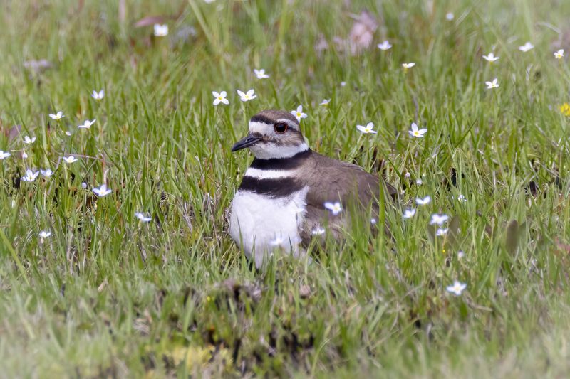 Killdeer