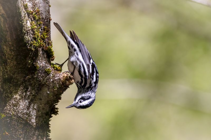 Black and White warbler
