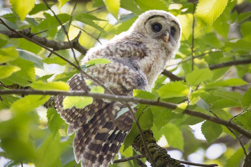 Barred owlet