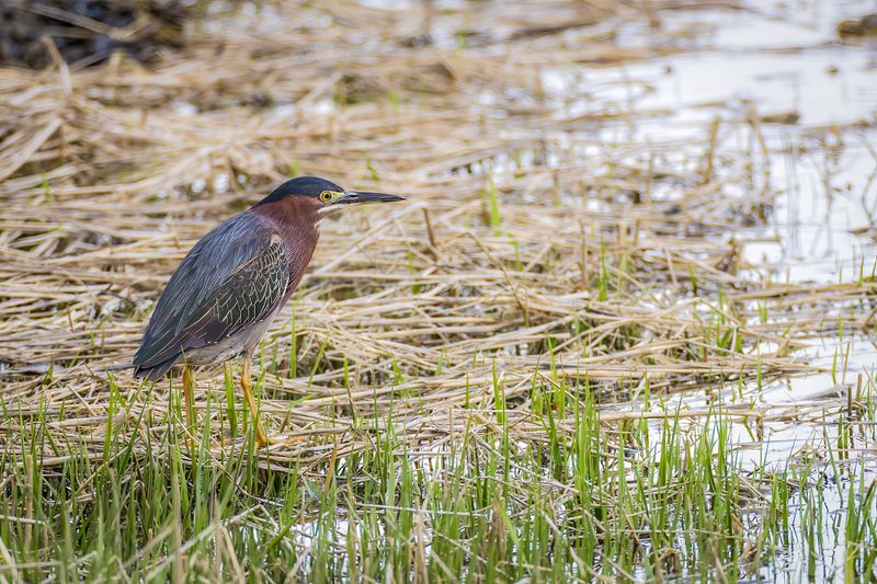 Green Heron