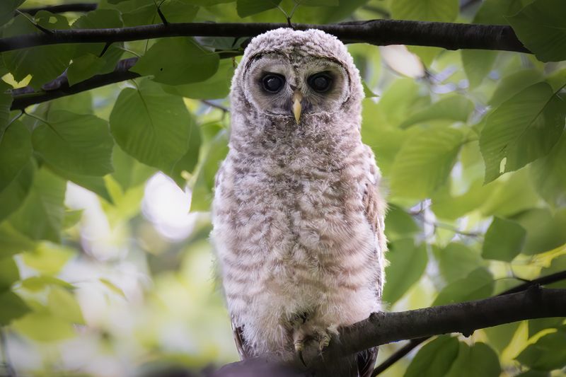 Barred owlet