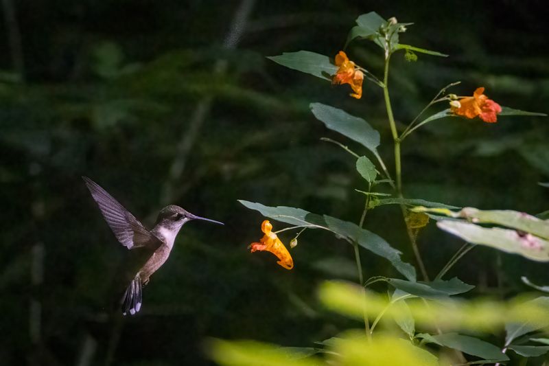 Ruby-throated hummingbird