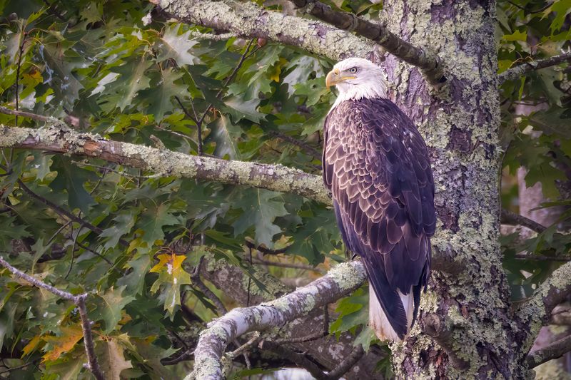 Bald Eagle