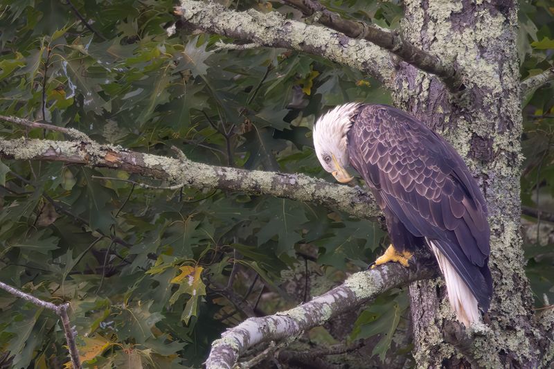 Bald Eagle