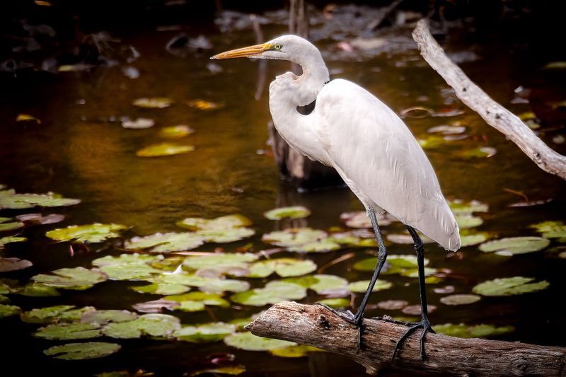 Great Egret