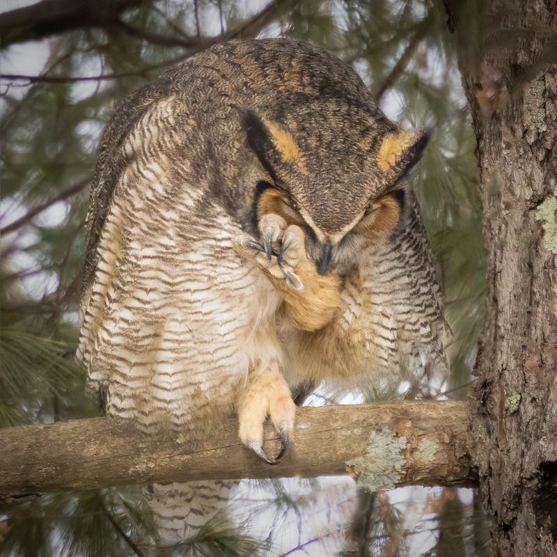 Great Horned Owl