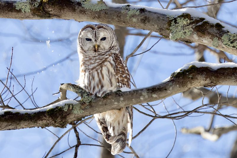 Barred owl