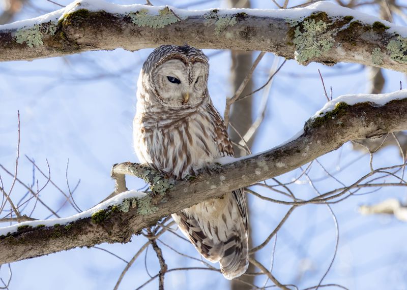 Barred owl