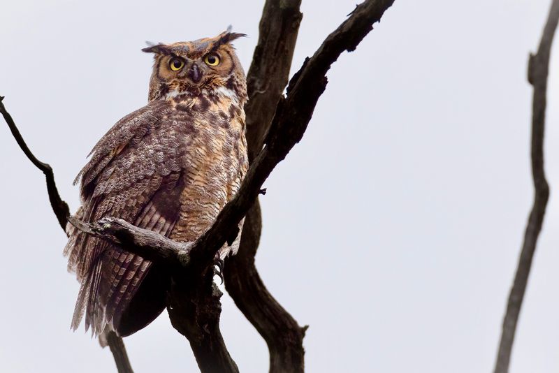 Great horned owl