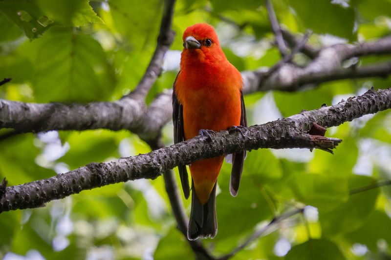 Scarlet Tanager