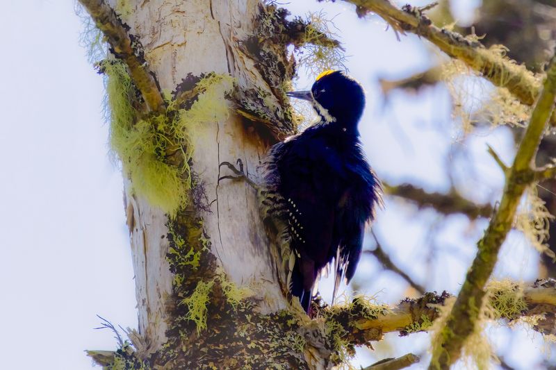 Black backed woodpecker