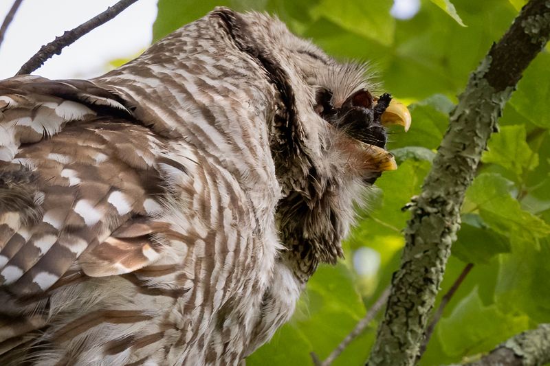 Barred owl