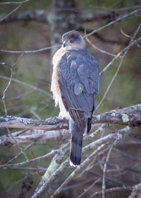 Coopers Hawk