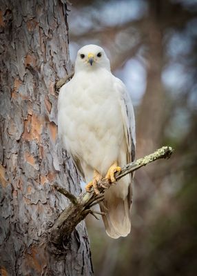 Leucistic Hawk