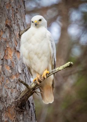 Leucistic Hawk