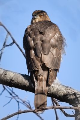Coopers Hawk