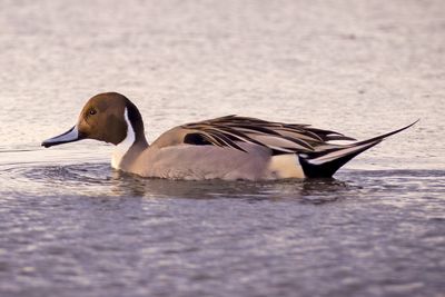 Northern Pintail