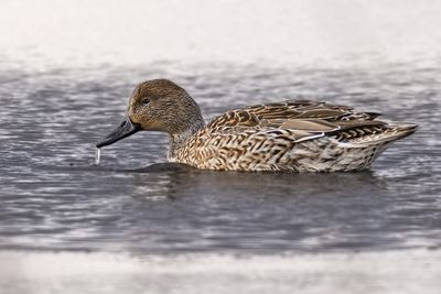 Northern Pintail