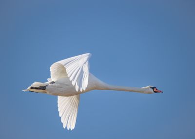 Mute Swan