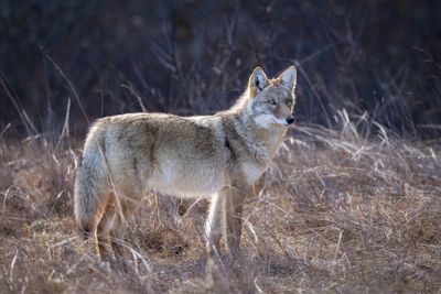 Coyote
