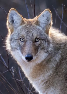 Eastern Coyote