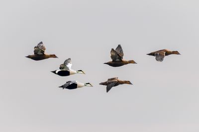 Common Eiders