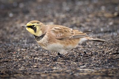 Horned Lark