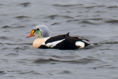 King Eider