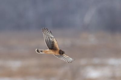 Northern Harrier