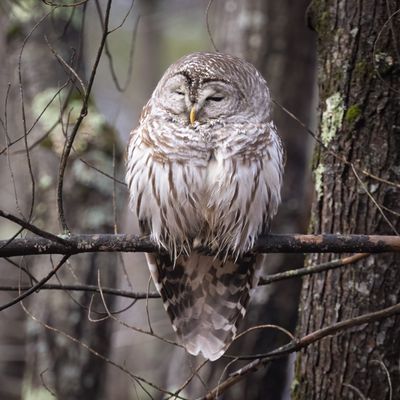 Sleepy Barred Owl