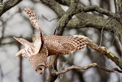 Barred Owl