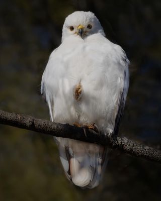 Leustic Red-tailed hawk