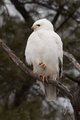 Leustic Red-tailed hawk