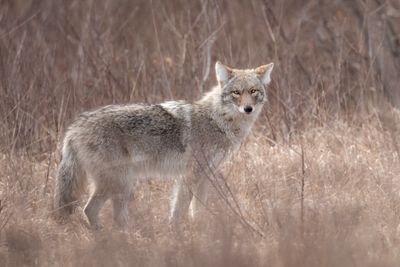 Eastern Coyote