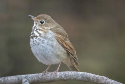 Hermit Thrush