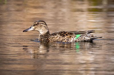 Green-winged Teal hen