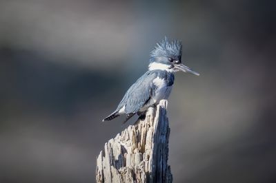 Belted Kingfisher (m)