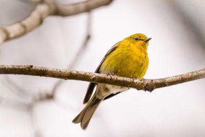 Pine Warbler