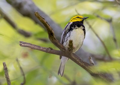 Black-throated-green Warbler